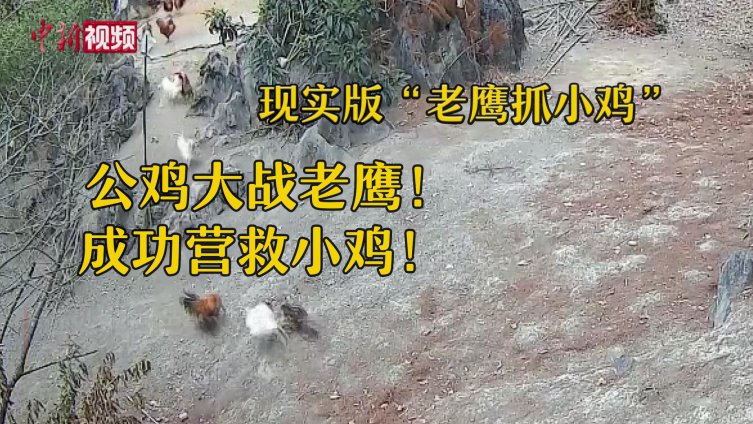 【现实版老鹰抓小鸡公鸡大战老鹰成功营救小鸡 】近日,贵州黔南一养鸡场内,几只小鸡正在玩耍散